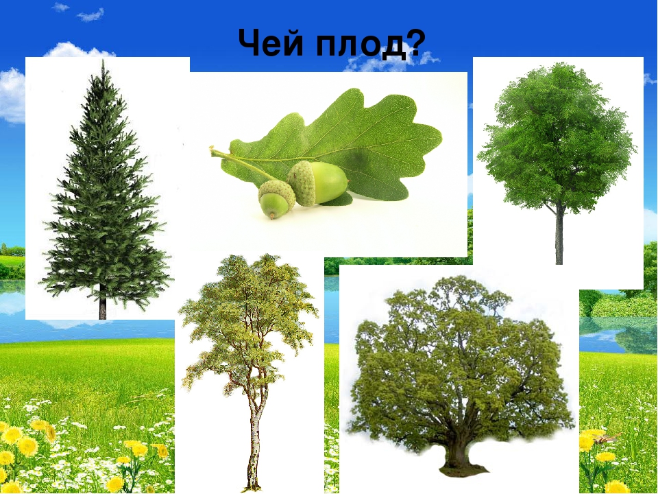 Презентация "В мире живой природы"