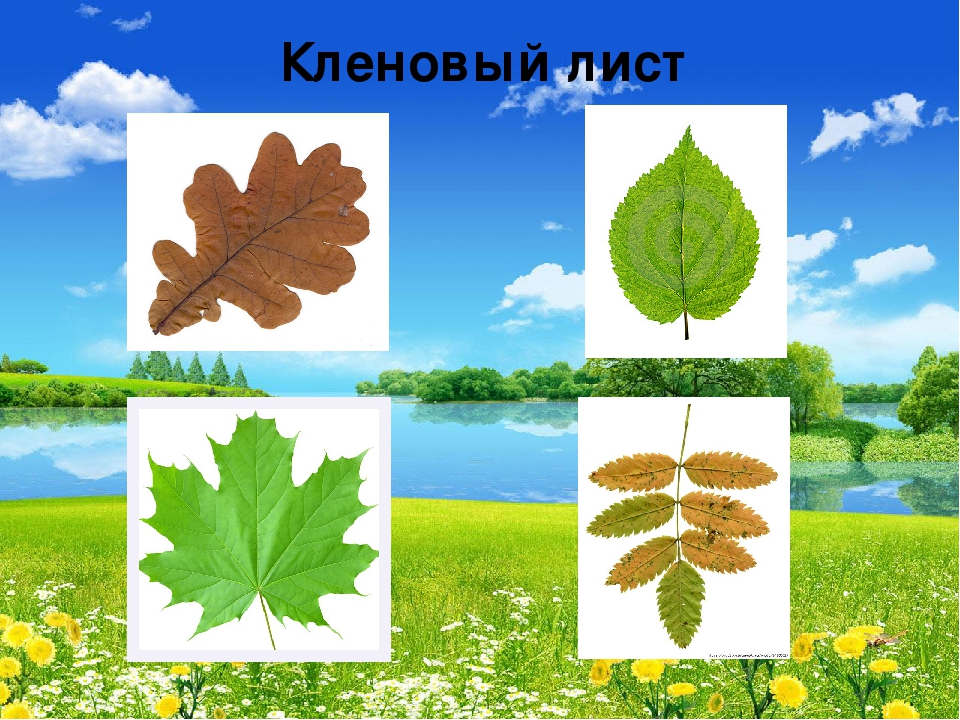 Презентация "В мире живой природы"