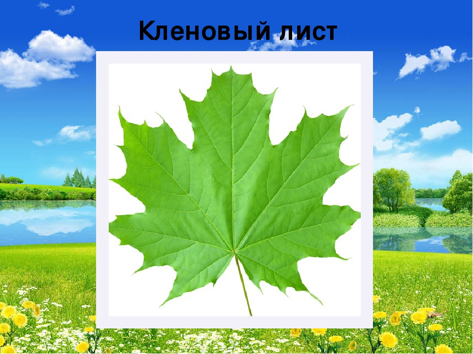 Презентация "В мире живой природы"