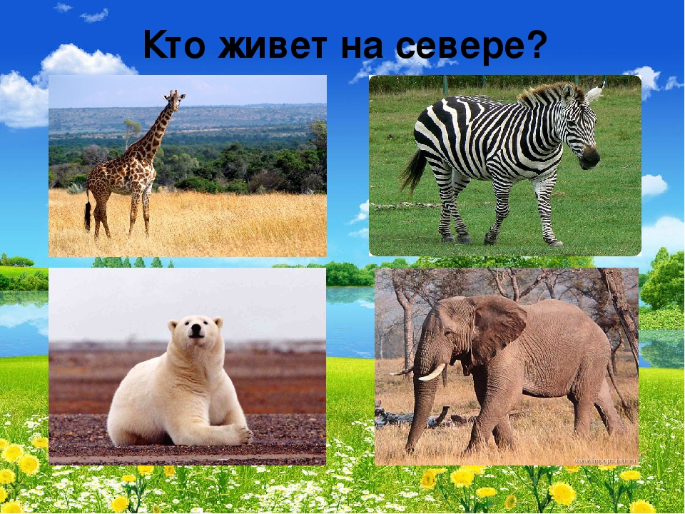 Презентация "В мире живой природы"