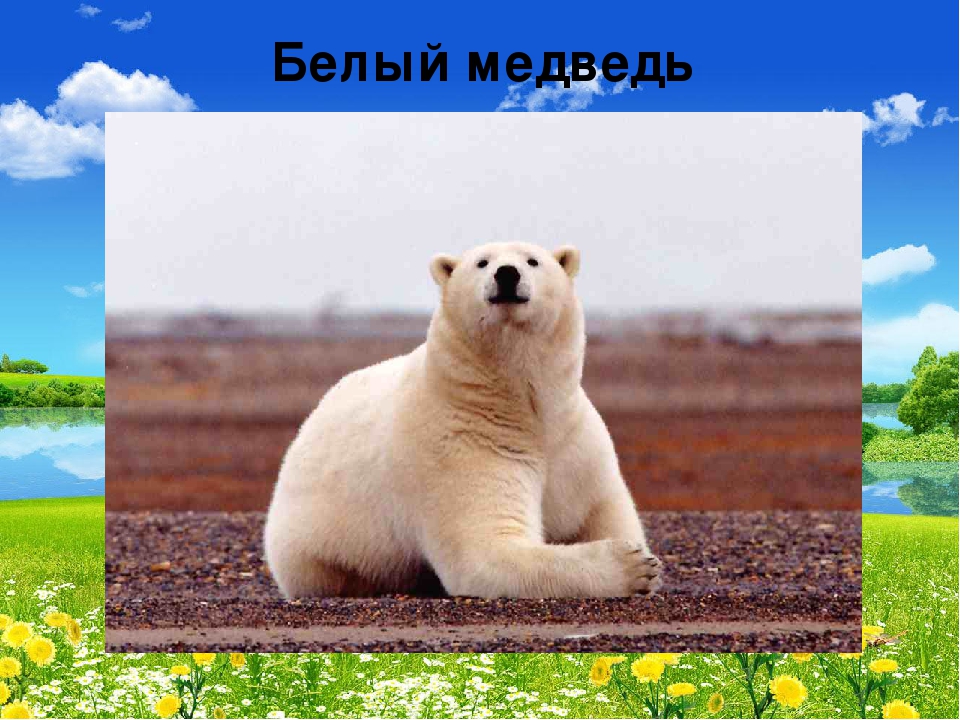 Презентация "В мире живой природы"