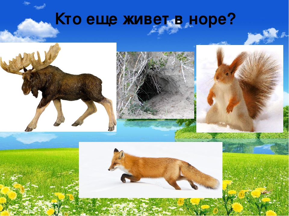 Презентация "В мире живой природы"