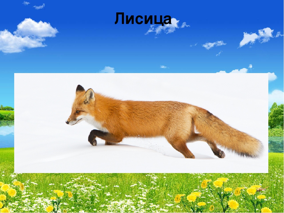Презентация "В мире живой природы"
