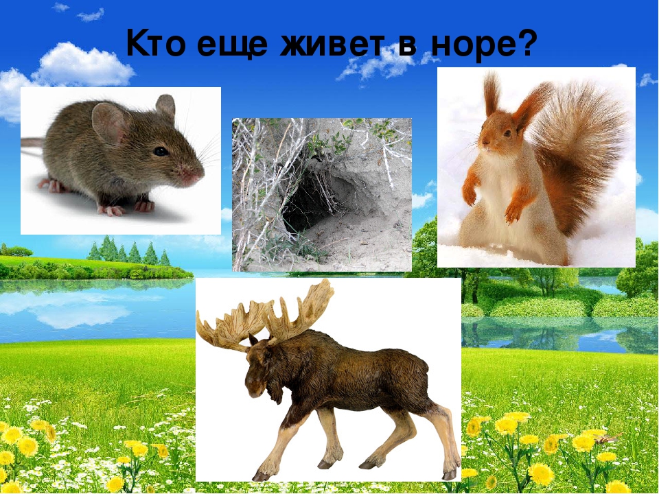 Презентация "В мире живой природы"