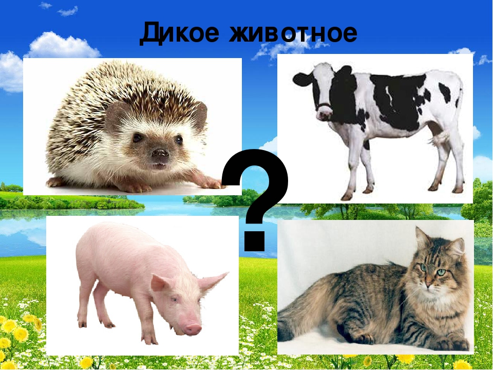Презентация "В мире живой природы"