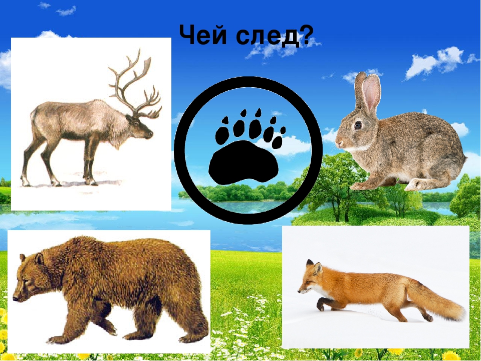 Презентация "В мире живой природы"