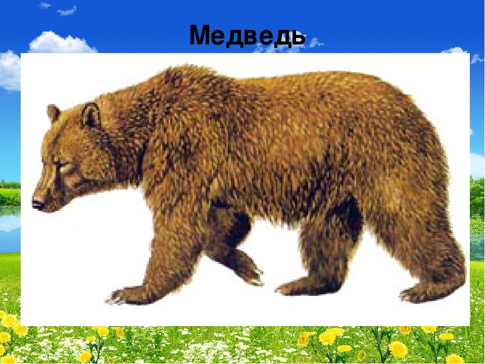 Презентация "В мире живой природы"