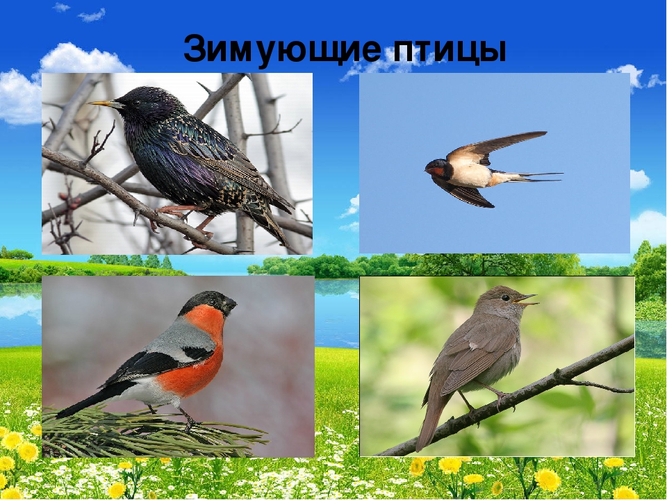 Презентация "В мире живой природы"