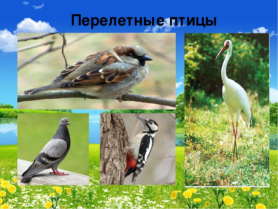 Презентация "В мире живой природы"