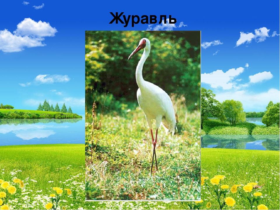 Презентация "В мире живой природы"