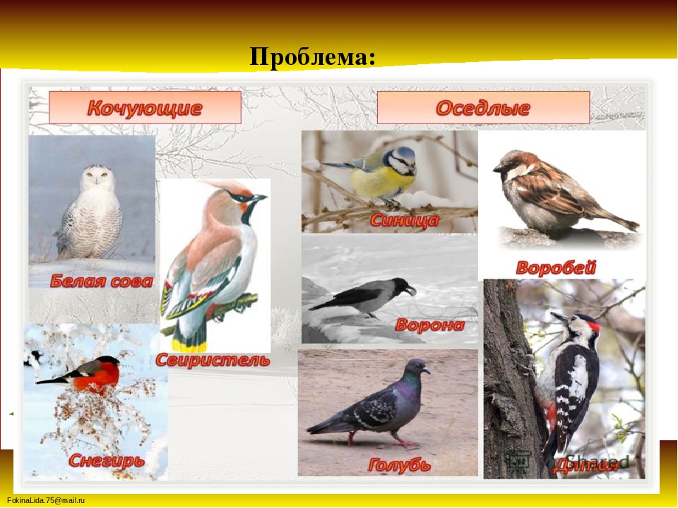 Проект « Зимующие птицы
