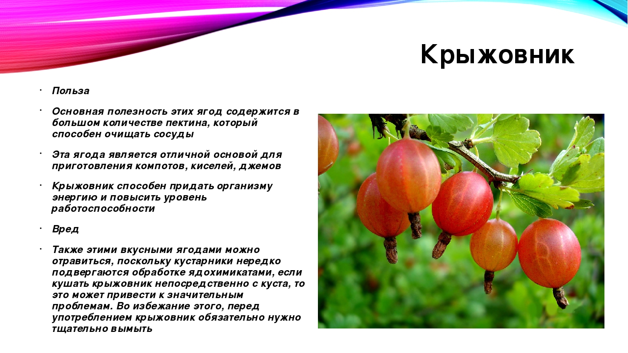 Презентация для детского сада летние ягоды