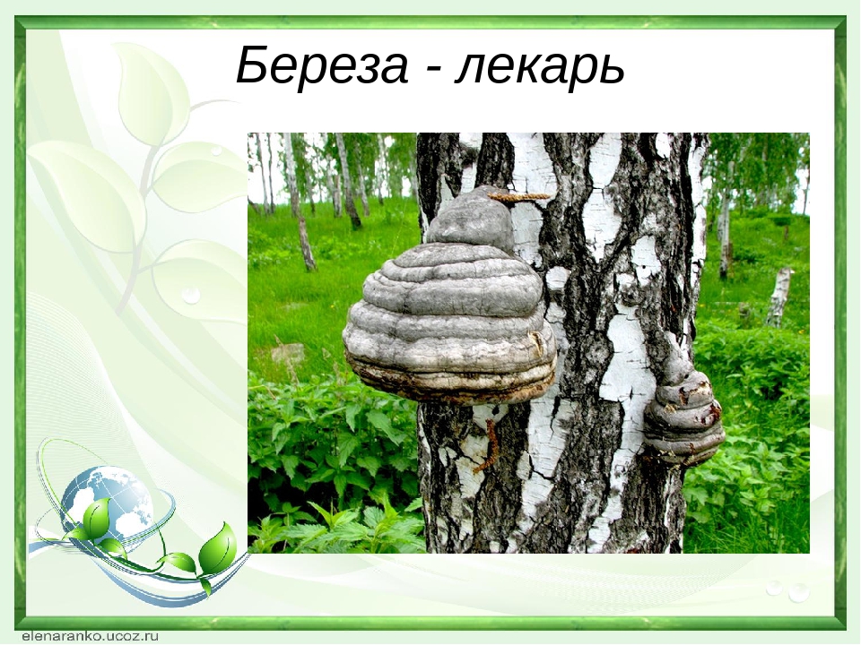 Презентация "Береза - символ России"