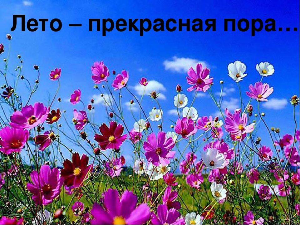 Презентация по развитию речи "Летняя пора" (дошкольники)