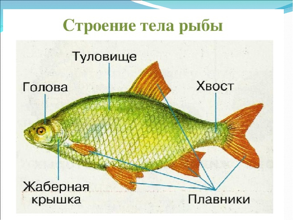 Презентация на тему "Рыбы"