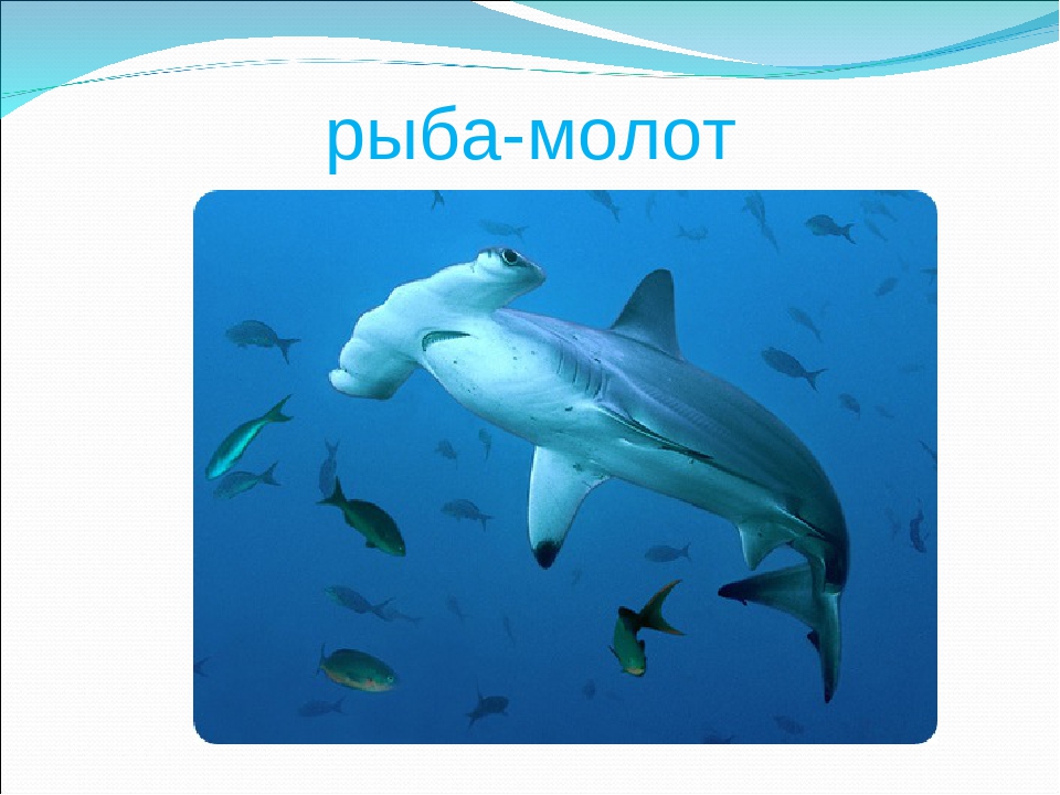 Презентация на тему "Рыбы"