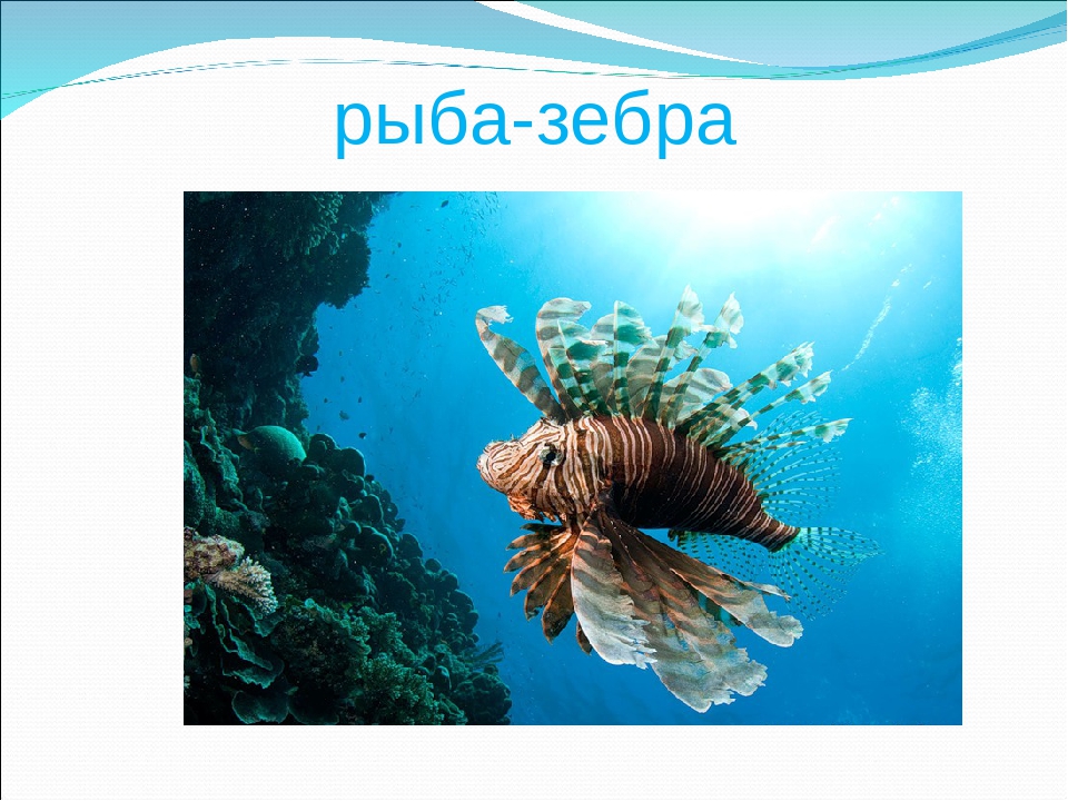 Презентация на тему "Рыбы"