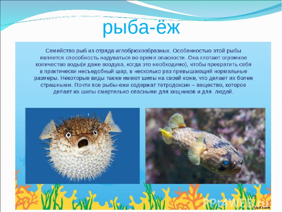 Презентация на тему "Рыбы"