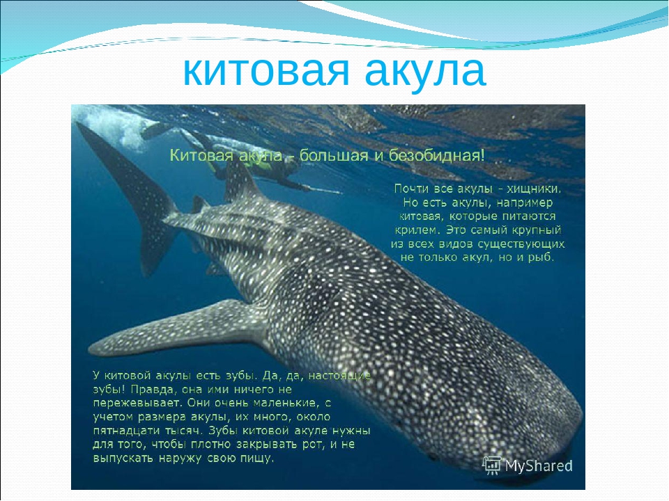 Презентация на тему "Рыбы"