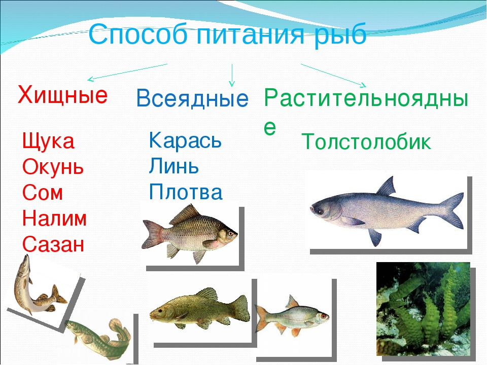 Презентация на тему "Рыбы"