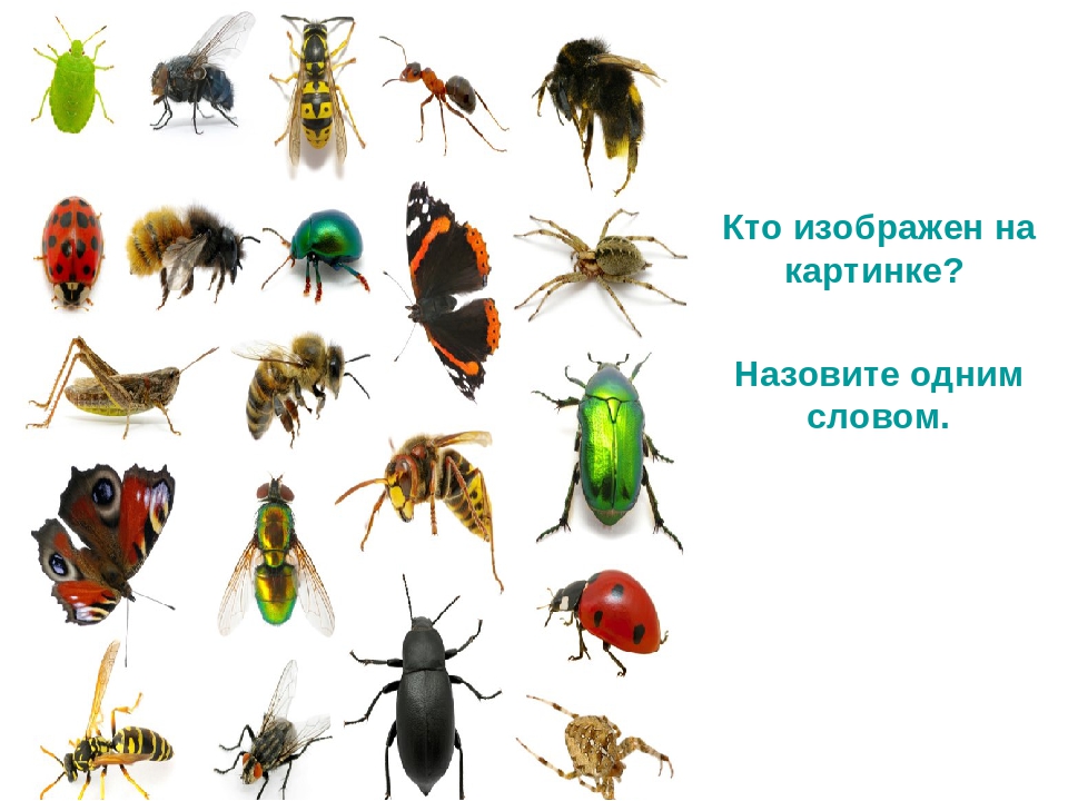 Презентация по развитию речи на тему "Интересные факты о насекомых"