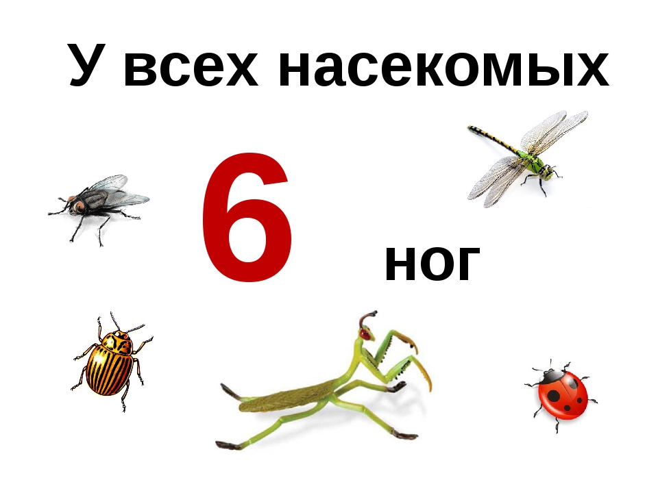 Насекомые в цифрах. Насекомые шесть ног. У всех насекомых 6 ног. Насекомые с шестью ногами. Сколько НОК У насикомых.