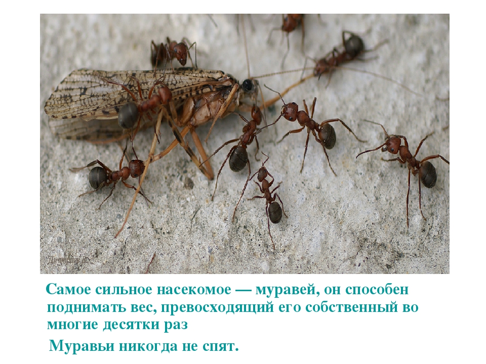 Презентация по развитию речи на тему "Интересные факты о насекомых"