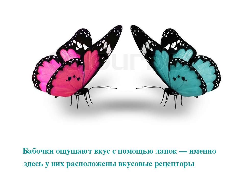 Презентация по развитию речи на тему "Интересные факты о насекомых"