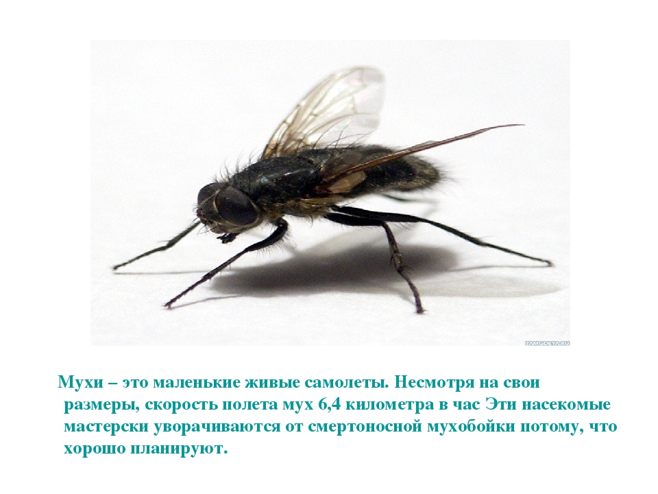 Скорость мухи составляет. Интересные факты о мухах. Муха насекомое интересные факты. Интересные факты о мухах для детей. Мухи интересные сведения.