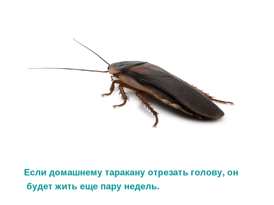 Презентация по развитию речи на тему "Интересные факты о насекомых"