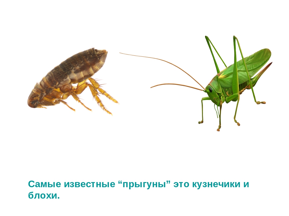 Презентация по развитию речи на тему "Интересные факты о насекомых"