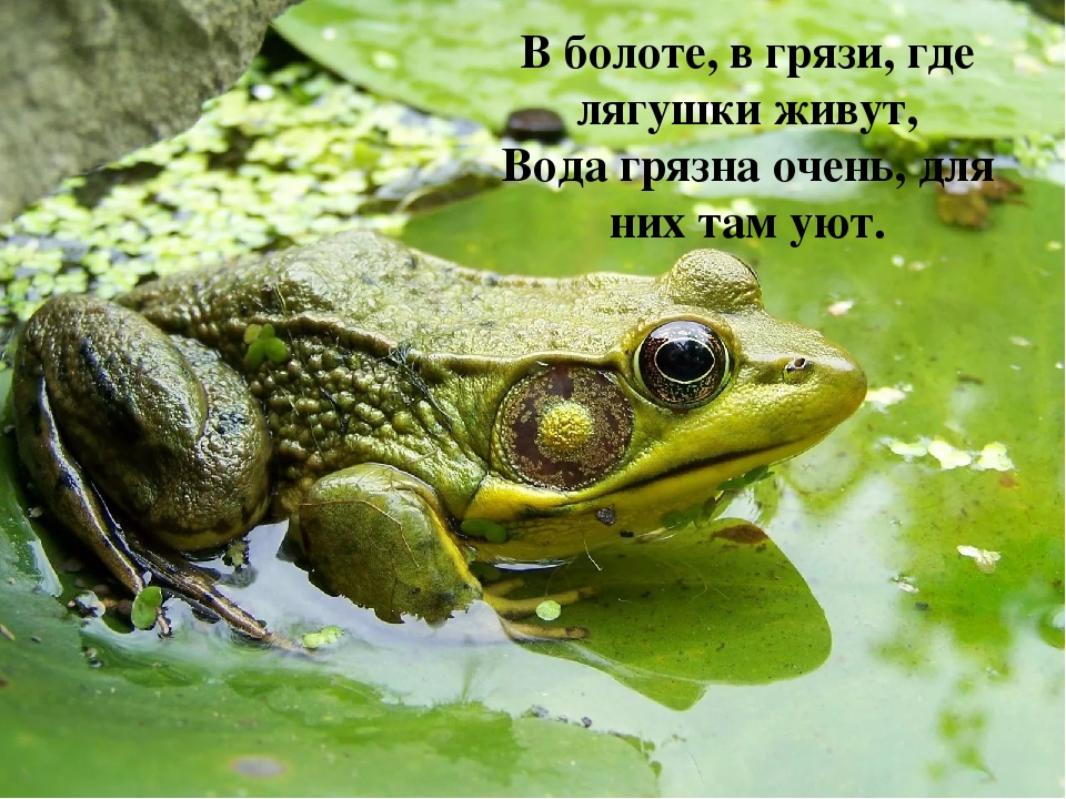 Презентация по экологическому воспитанию в средней группе на тему: «Берегите воду!».