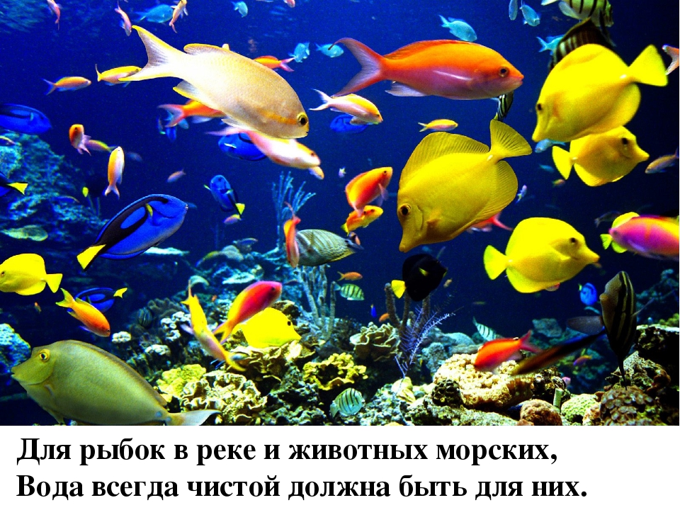 Презентация по экологическому воспитанию в средней группе на тему: «Берегите воду!».