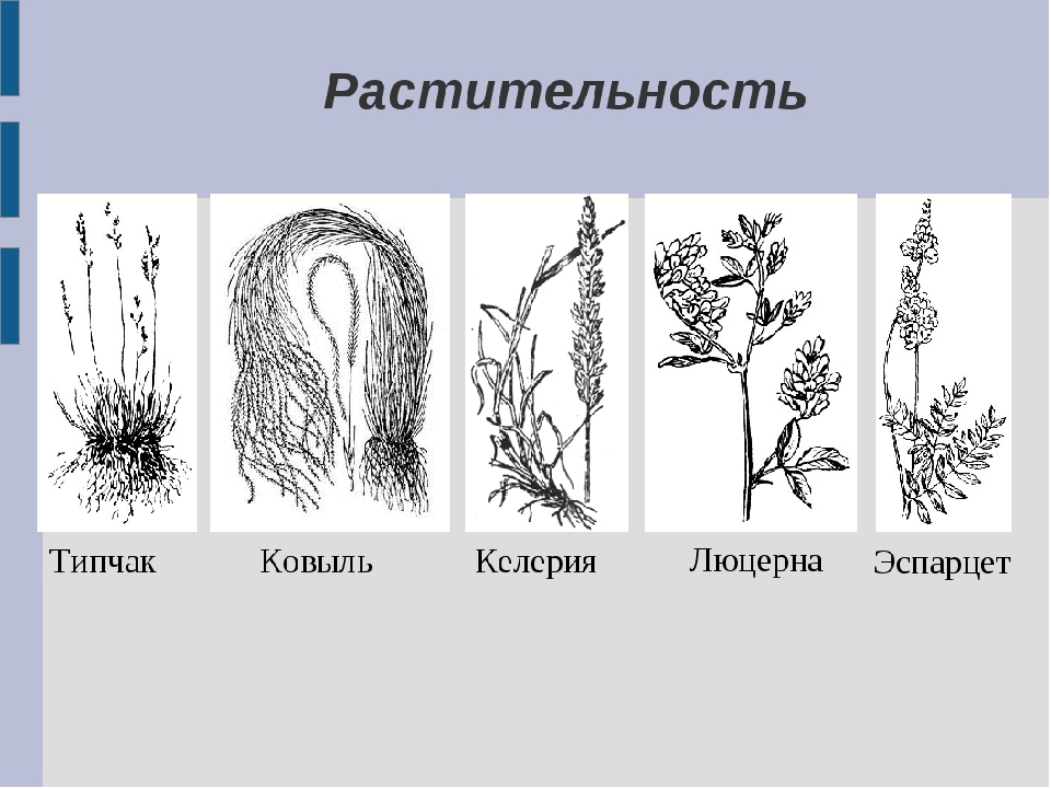 Ростовская область природа и животный мир