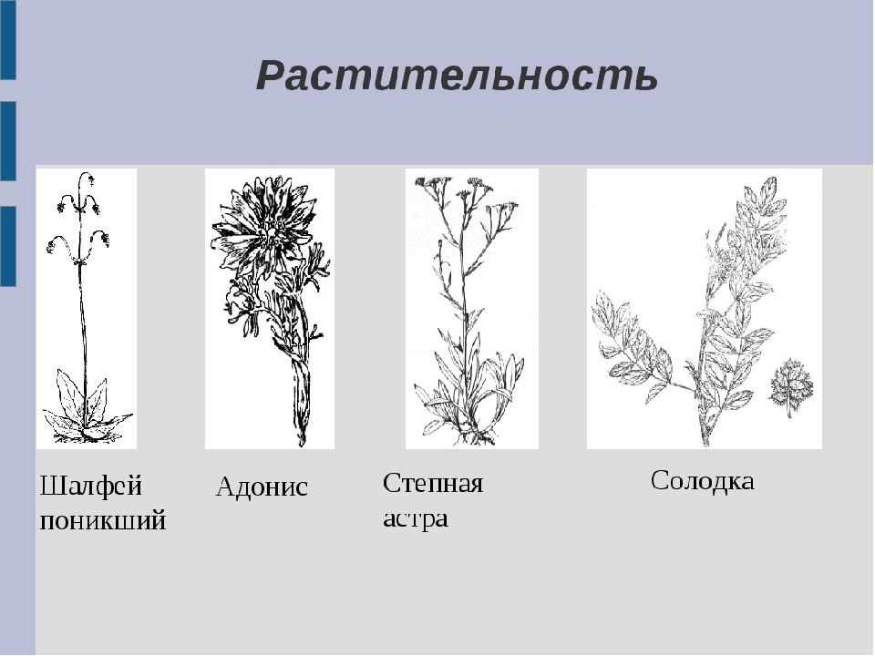 Ростовская область природа и животный мир