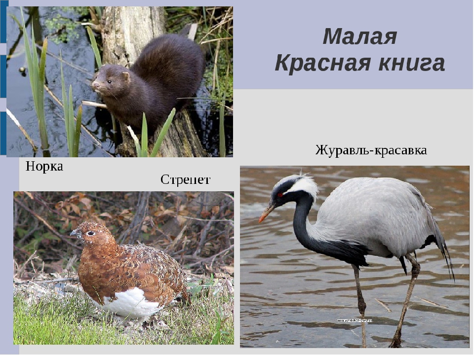 Ростовская область природа и животный мир