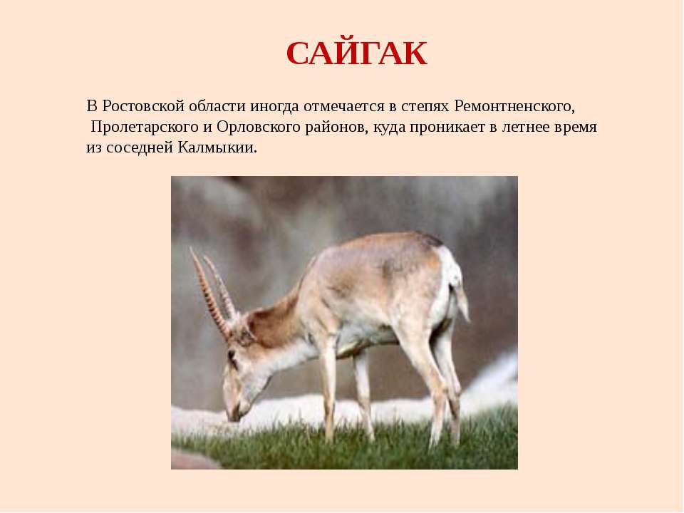 Ростовская область природа и животный мир