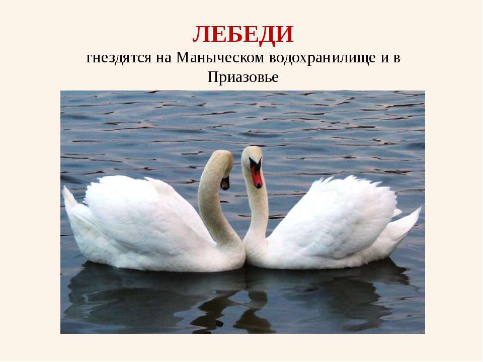Ростовская область природа и животный мир
