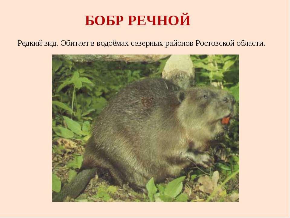 Ростовская область природа и животный мир