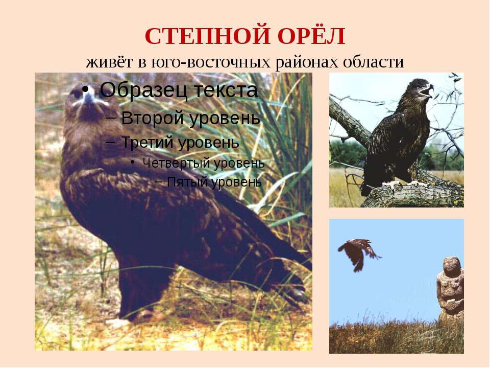 Ростовская область природа и животный мир