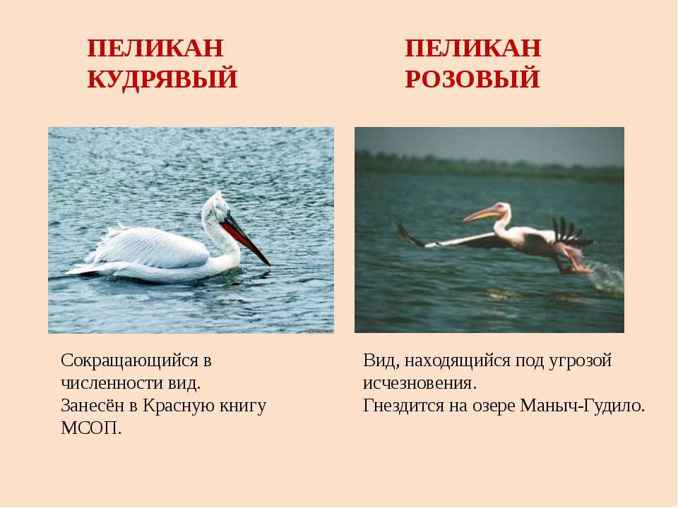 Ростовская область природа и животный мир