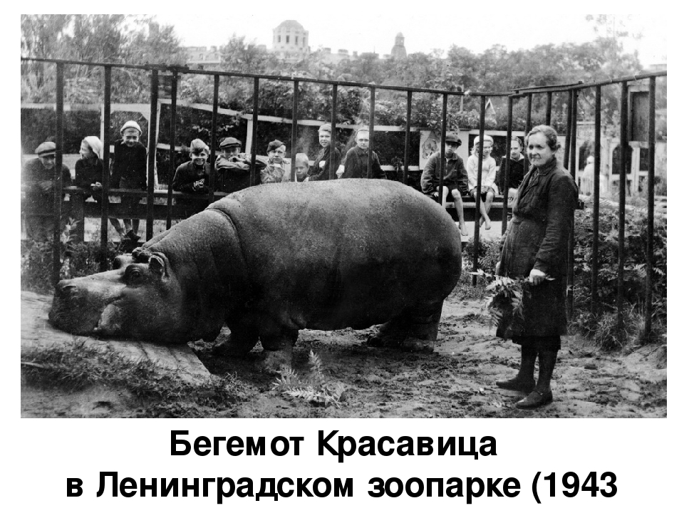 Презентация к мероприятию, посвященному Дню снятия блокады