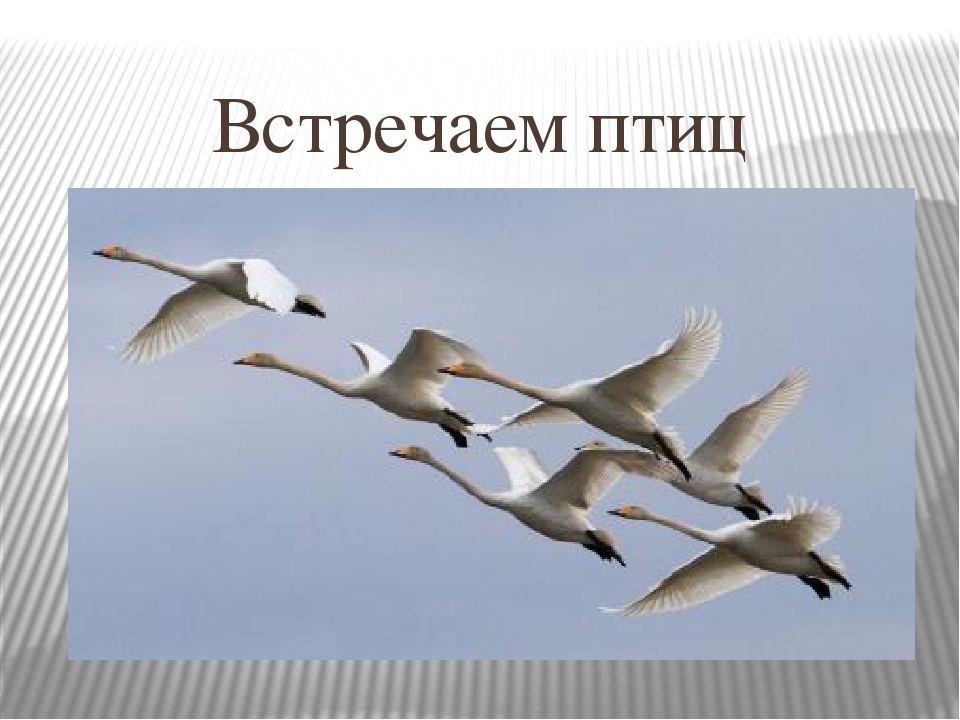 Птицы встречают. Вереница лебедей. Лебеди улетают. Клин лебедей. Косяк лебедей.