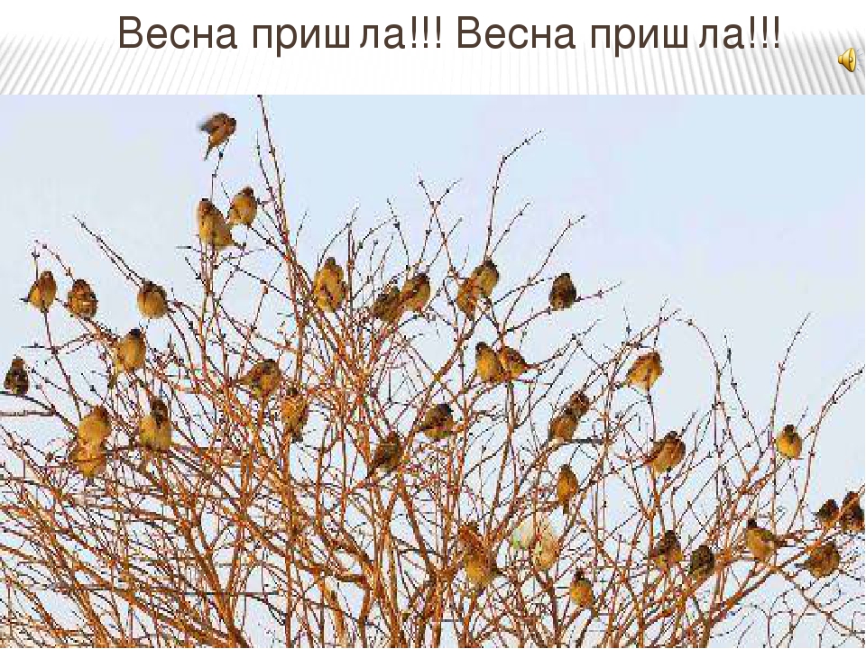 Презентация к занятию "Встречаем птиц"