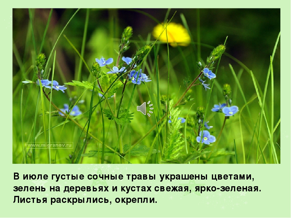 Презентация на тему: " Лето"