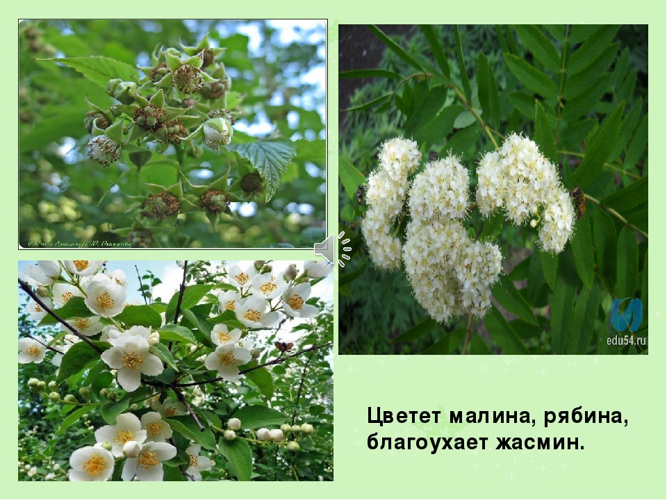 Презентация на тему: " Лето"