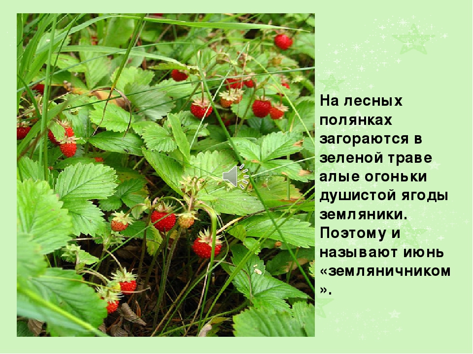 Презентация на тему: " Лето"