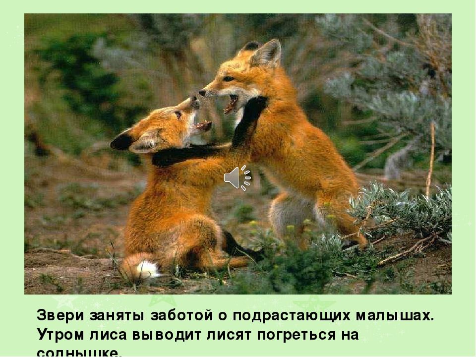 Презентация на тему: " Лето"