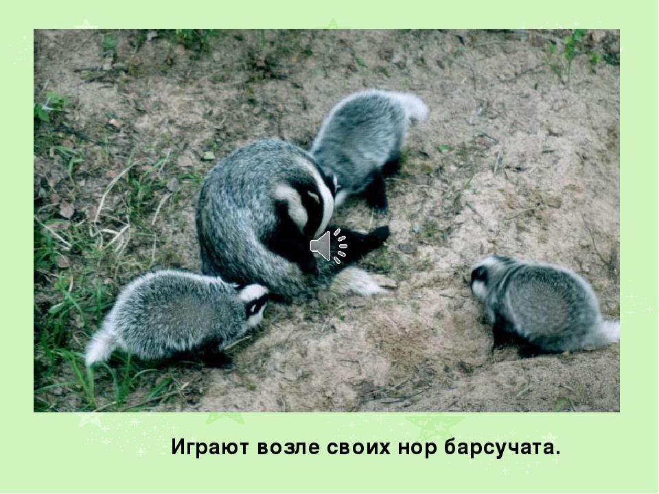 Презентация на тему: " Лето"