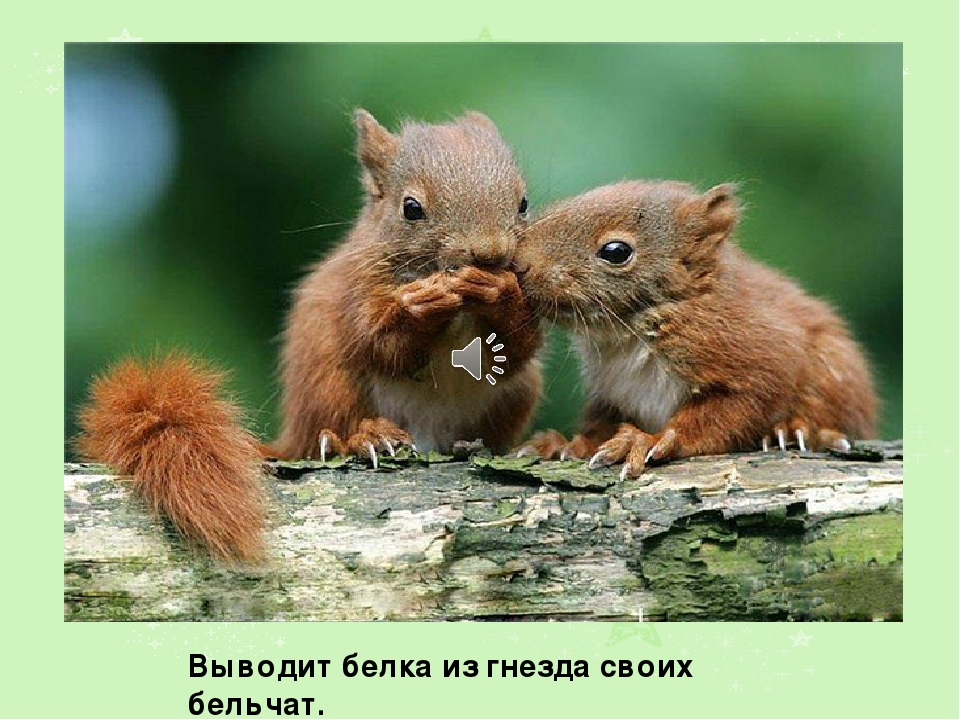 Презентация на тему: " Лето"
